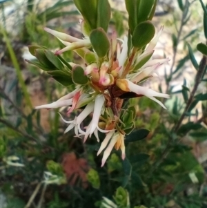 Brachyloma daphnoides at Corang, NSW - 5 Oct 2021