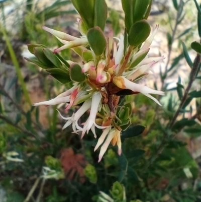 Brachyloma daphnoides (Daphne Heath) at Corang, NSW - 4 Oct 2021 by LeonieWood