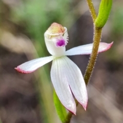 Caladenia moschata (Musky Caps) at Denman Prospect, ACT - 4 Oct 2021 by RobG1