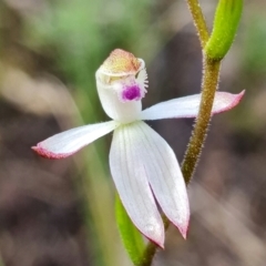 Caladenia moschata (Musky Caps) at Denman Prospect, ACT - 5 Oct 2021 by RobG1