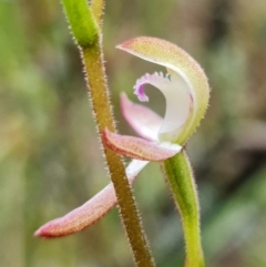 Caladenia moschata at Denman Prospect, ACT - 5 Oct 2021