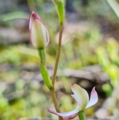 Caladenia moschata at Denman Prospect, ACT - 5 Oct 2021