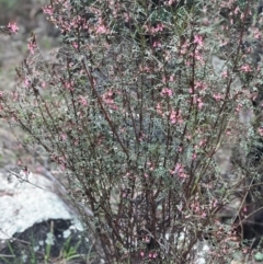 Indigofera adesmiifolia (Tick Indigo) at Kambah, ACT - 3 Oct 2021 by rosiecooney