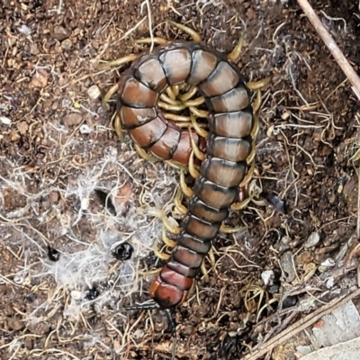 Cormocephalus aurantiipes (Orange-legged Centipede) at Holt, ACT - 4 Oct 2021 by tpreston