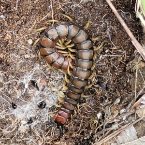 Cormocephalus aurantiipes at Holt, ACT - 5 Oct 2021 10:19 AM