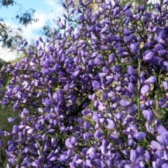 Comesperma volubile (Love Creeper) at Hackett, ACT - 4 Oct 2021 by SRyan