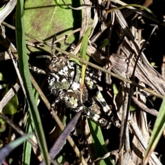 Acrididae sp. (family) (Unidentified Grasshopper) at Googong, NSW - 4 Oct 2021 by Wandiyali