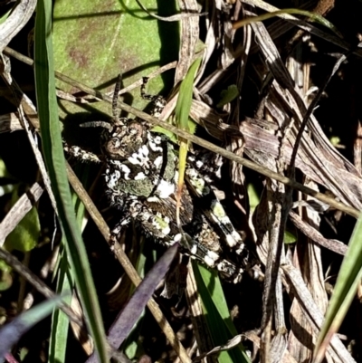 Acrididae sp. (family) (Unidentified Grasshopper) at Googong, NSW - 3 Oct 2021 by Wandiyali