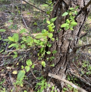 Lonicera japonica at Monga, NSW - 5 Oct 2021 12:02 PM