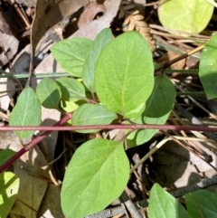 Lonicera japonica at Monga, NSW - 5 Oct 2021 12:02 PM