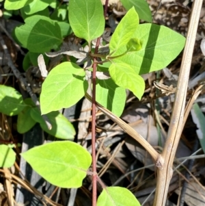 Lonicera japonica at Monga, NSW - 5 Oct 2021 12:02 PM