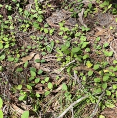 Lonicera japonica at Monga, NSW - 5 Oct 2021 12:02 PM