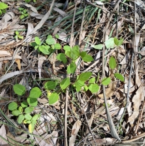 Lonicera japonica at Monga, NSW - 5 Oct 2021 12:02 PM