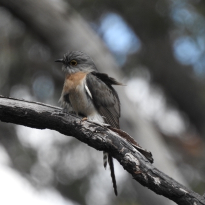 Cacomantis flabelliformis (Fan-tailed Cuckoo) at Bundanoon, NSW - 3 Oct 2021 by GlossyGal