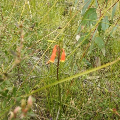 Blandfordia nobilis (Christmas Bells) at Bundanoon, NSW - 3 Oct 2021 by GlossyGal