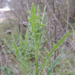 Senecio bathurstianus at Conder, ACT - 17 Sep 2021