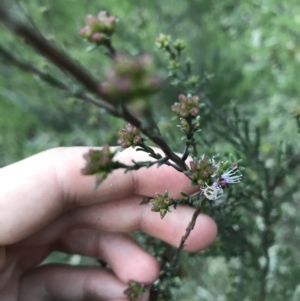 Kunzea parvifolia at Garran, ACT - 1 Oct 2021