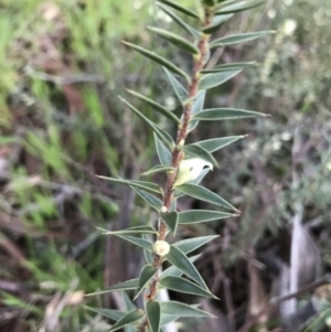 Melichrus urceolatus at Symonston, ACT - 1 Oct 2021 05:42 PM