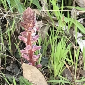 Orobanche minor at Symonston, ACT - 1 Oct 2021