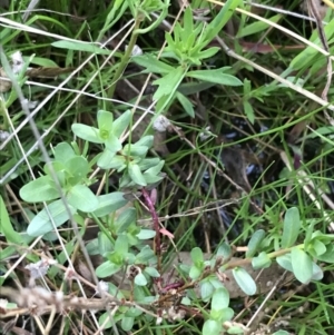 Lythrum hyssopifolia at Garran, ACT - 1 Oct 2021 05:21 PM