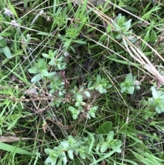 Lythrum hyssopifolia at Garran, ACT - 1 Oct 2021