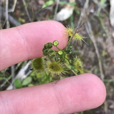 Drosera gunniana (Pale Sundew) at Garran, ACT - 1 Oct 2021 by Tapirlord