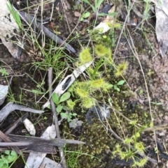 Drosera gunniana at Red Hill Nature Reserve - 1 Oct 2021 05:07 PM