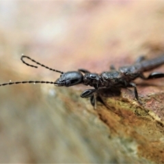 Embioptera sp. (order) (Unidentified webspinner) at Aranda Bushland - 4 Oct 2021 by CathB