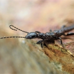 Embioptera (order) (Unidentified webspinner) at Holt, ACT - 4 Oct 2021 by CathB