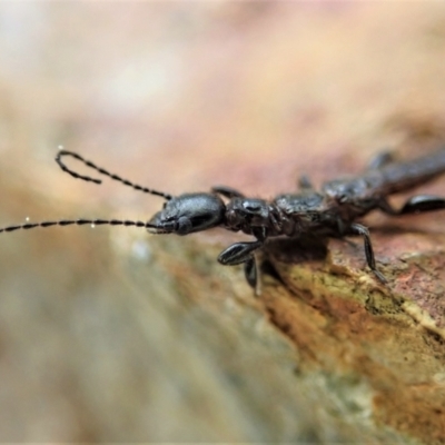 Embioptera (order) (Unidentified webspinner) at Aranda Bushland - 4 Oct 2021 by CathB