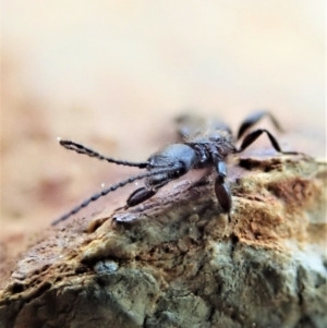 Embioptera sp. (order) at Holt, ACT - 4 Oct 2021