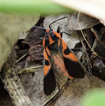 Spilostethus pacificus (Milkweed bug) at Aranda Bushland - 3 Oct 2021 by CathB
