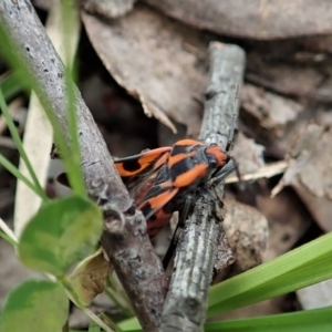 Spilostethus pacificus at Aranda, ACT - 3 Oct 2021