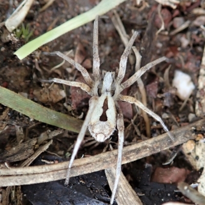 Argoctenus sp. (genus) (Wandering ghost spider) at Mount Painter - 1 Oct 2021 by CathB
