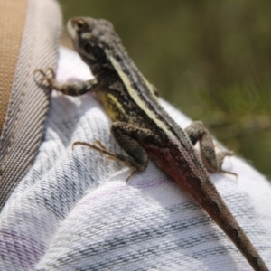 Diporiphora nobbi at Tennent, ACT - 5 Oct 2021