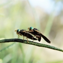 Hyalopeza schneiderae (A fruit fly) at Cook, ACT - 4 Oct 2021 by CathB