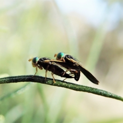 Hyalopeza schneiderae (A fruit fly) at Cook, ACT - 4 Oct 2021 by CathB