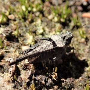 Paratettix australis at Cook, ACT - 26 Sep 2021 02:15 PM