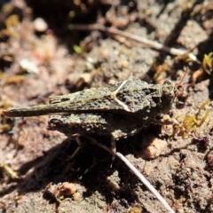 Paratettix argillaceus (A pygmy grasshopper) at Mount Painter - 26 Sep 2021 by CathB