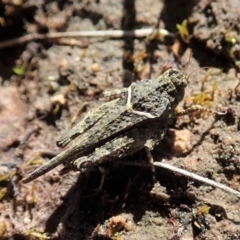 Paratettix argillaceus at Cook, ACT - 26 Sep 2021 02:08 PM