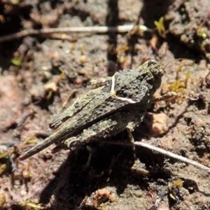 Paratettix argillaceus at Cook, ACT - 26 Sep 2021 02:08 PM