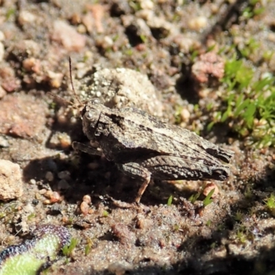 Tetrigidae (family) (Pygmy grasshopper) at Mount Painter - 26 Sep 2021 by CathB