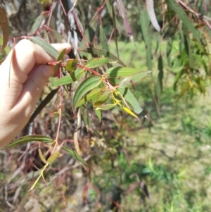 Eucalyptus viminalis at Cotter River, ACT - 4 Oct 2021