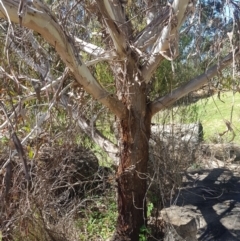 Eucalyptus viminalis at Cotter River, ACT - 4 Oct 2021