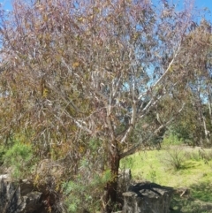 Eucalyptus viminalis at Cotter River, ACT - 4 Oct 2021