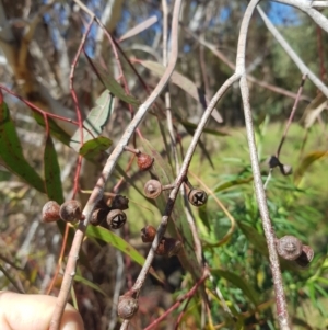 Eucalyptus viminalis at Cotter River, ACT - 4 Oct 2021