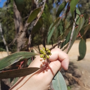 Eucalyptus dives at Cotter River, ACT - 4 Oct 2021 02:28 PM