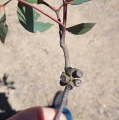 Eucalyptus dives at Cotter River, ACT - 4 Oct 2021