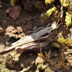 Paratettix australis (A pygmy grasshopper) at Aranda Bushland - 27 Sep 2021 by CathB