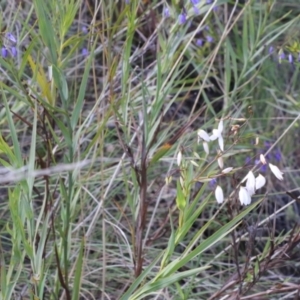 Stypandra glauca at Gilmore, ACT - 5 Oct 2021